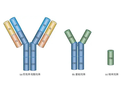 什么是纳米抗体?它的优势和不足各有哪些？