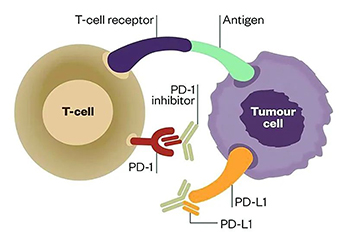 小普课堂-肿瘤突变负荷(Tumor Mutation Burden，TMB)