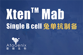 Xten Mab Single B cell兔单抗制备