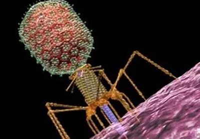 普健生物-噬菌体展示技术介绍