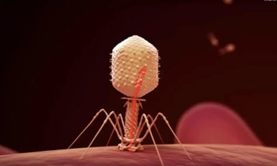 什么是温和噬菌体?什么又是烈性噬菌体呢?