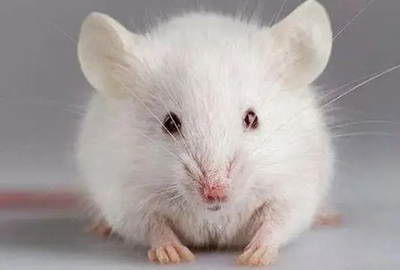 鼠源单克隆抗体如何做好人源化设计?