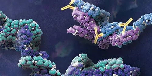单克隆抗体的制备流程及其常见结构盘点