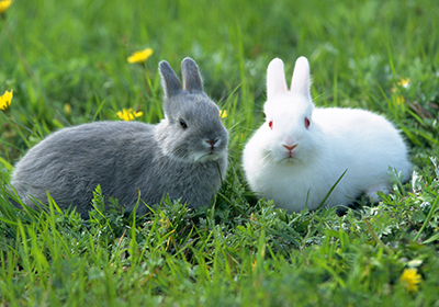 常见的几种兔单克隆抗体制备技术对比