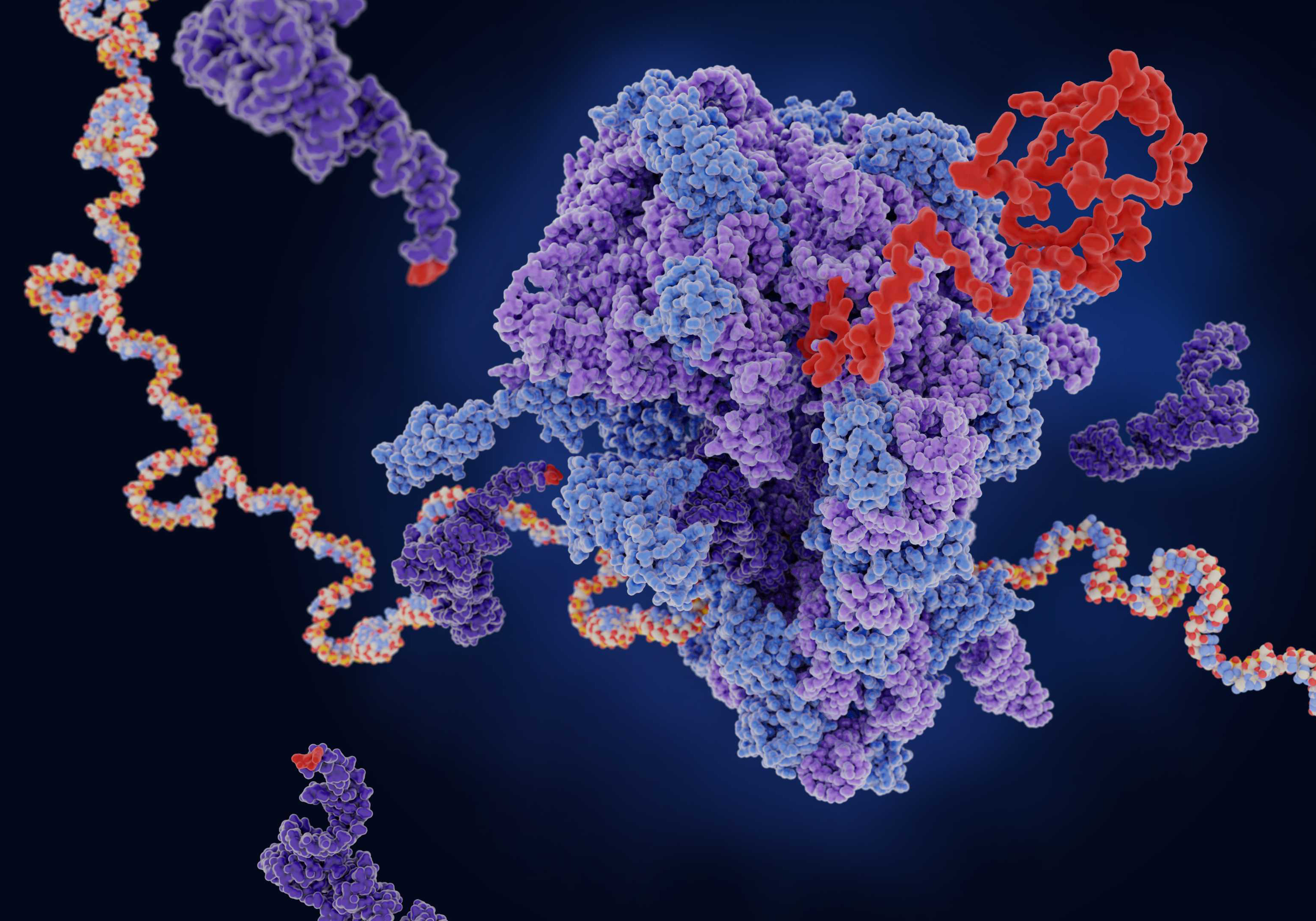 重组蛋白表达时细胞转染中的一些注意事项