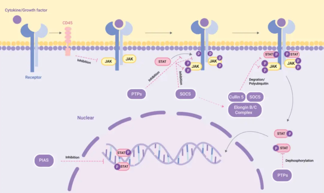 调控分子|先天免疫反应负调节剂USP18蛋白参与的免疫反应中的经典信号通路及机制