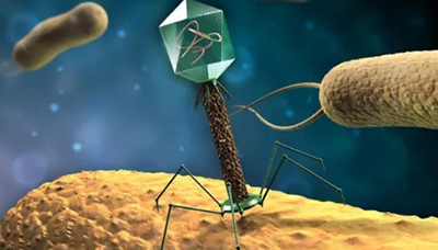 噬菌体展示技术的优势和不足及其应用范围