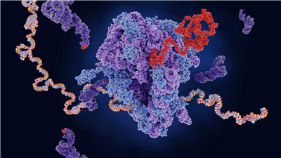 重组蛋白表达的制备流程及应用领域-普健生物