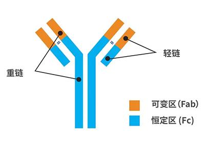 抗体的分子结构是什么样子的?它的分类有哪些?