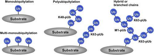 个性化修饰性抗体技术解读之泛素化抗体