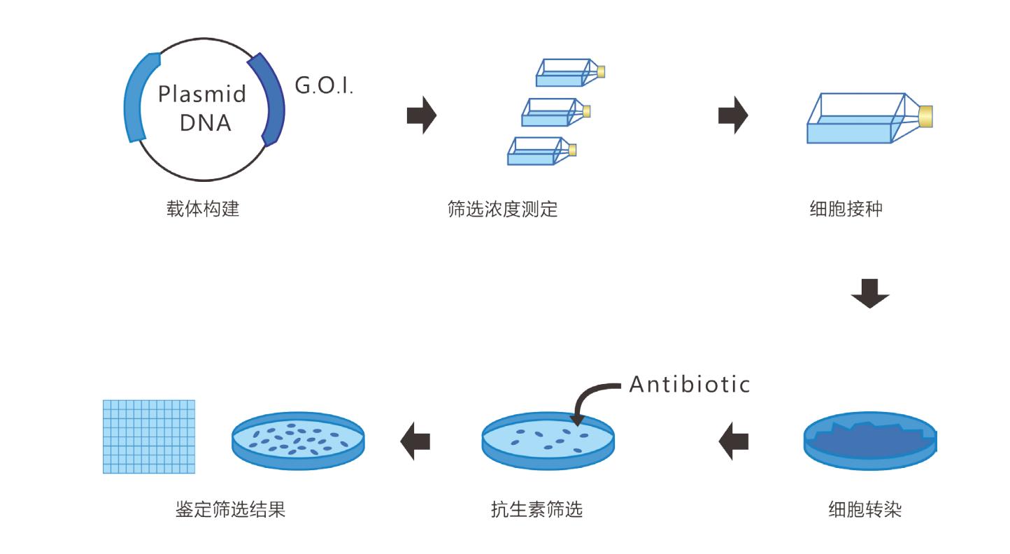 一文搞定CHO稳转细胞株构建