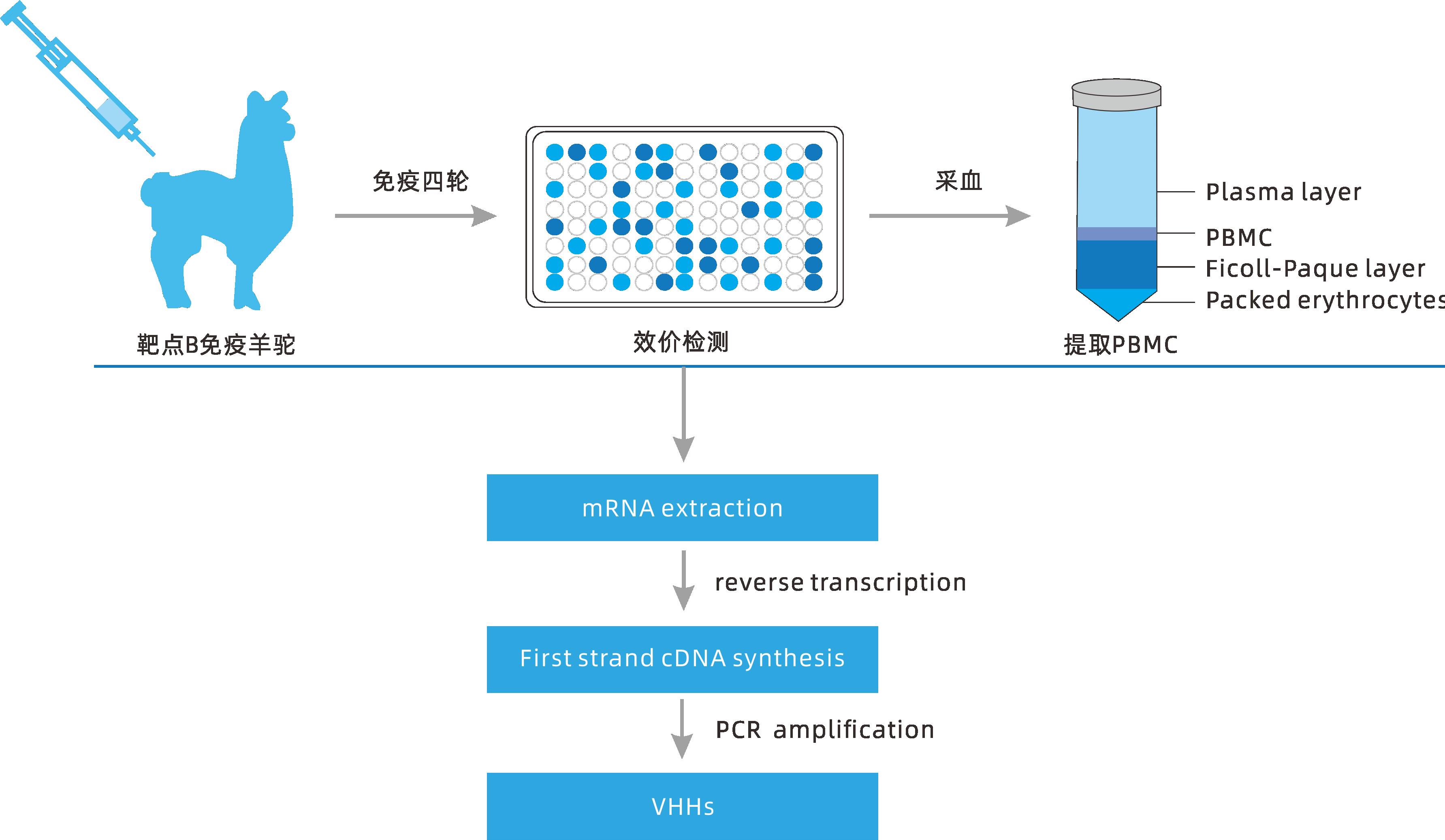 小分子大作用 ▏研发新动力，聚焦纳米抗体