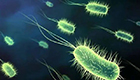 有关大肠杆菌表达系统与酵母表达系统的优缺点介绍