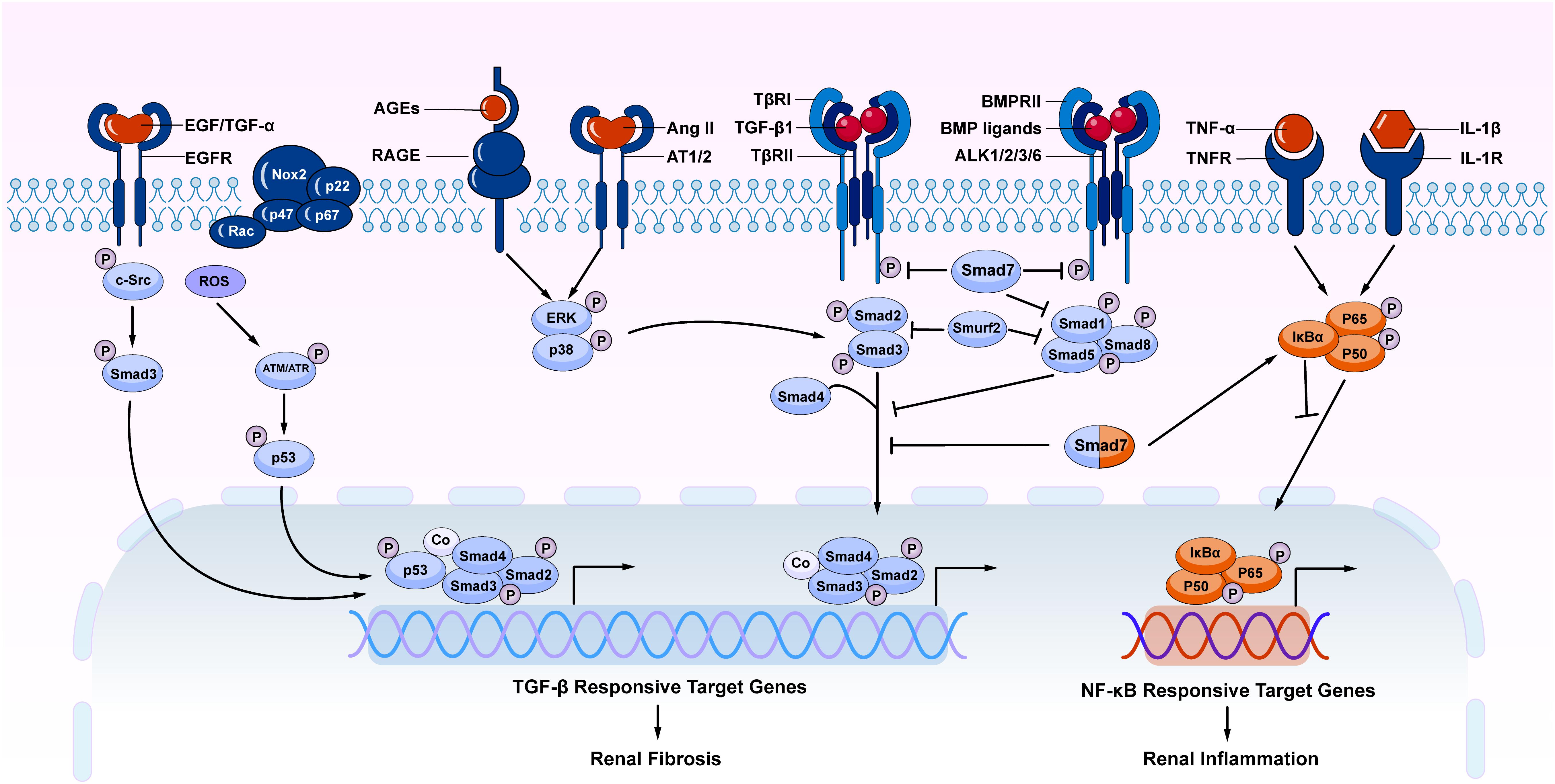 TGF-β信号通路与心血管疾病
