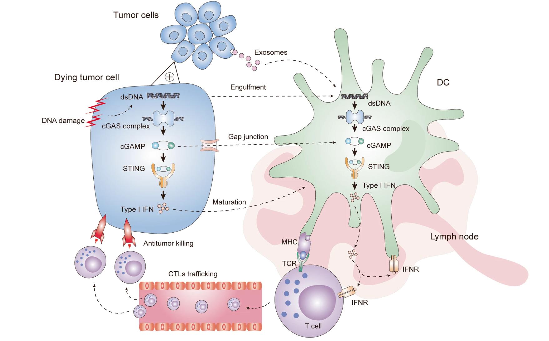 解密cGAS-STING通路：肿瘤免疫微环境中，细胞间如何进行信号传递！