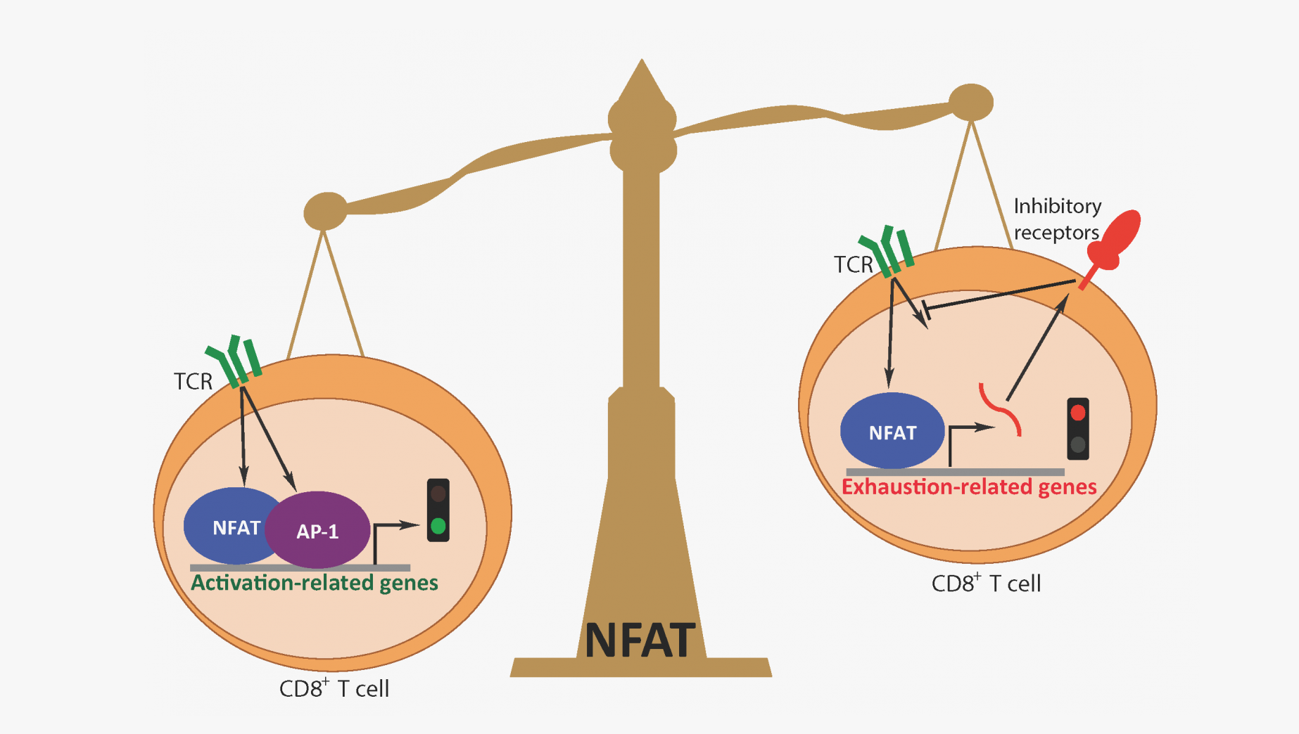一文搞定|活化的T细胞核内因子(NFAT)的结构及其功能