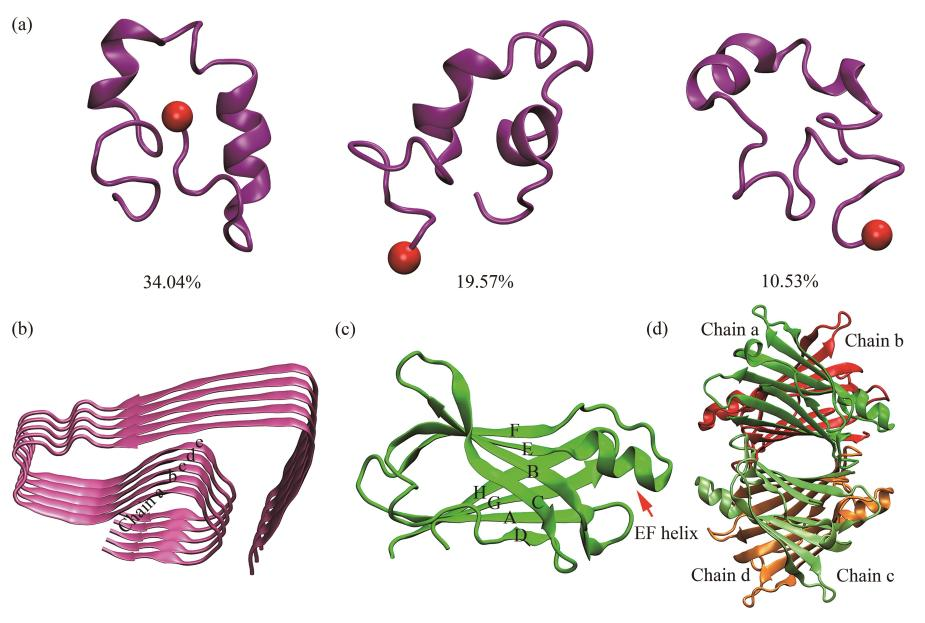 如何利用借助重组蛋白探索转甲状腺素蛋白抑制β淀粉样蛋白聚集机制