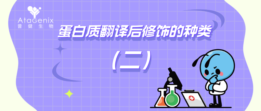 蛋白质翻译后修饰的种类与生物学意义（二）