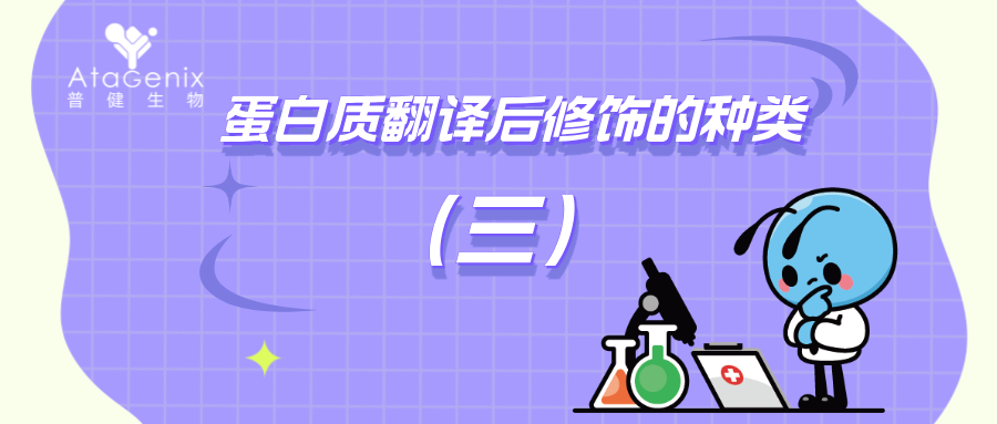 蛋白质翻译后修饰的种类与生物学意义（三）