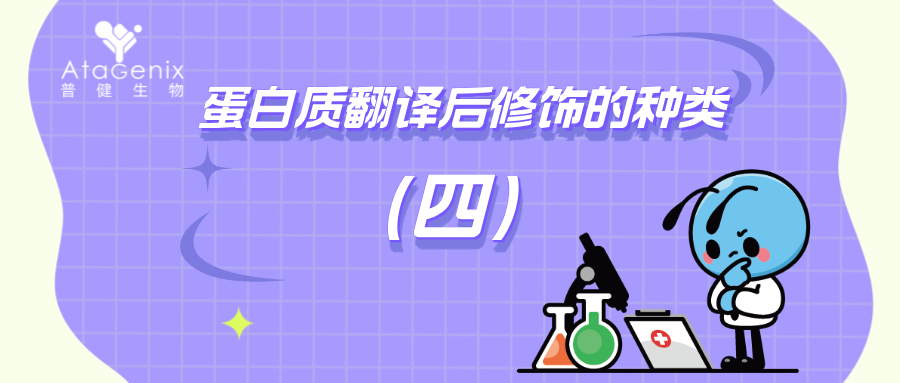 蛋白质翻译后修饰的种类与生物学意义（四）